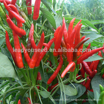 P21 Yanyang good fruit setting hot hybrid chilli seeds f1